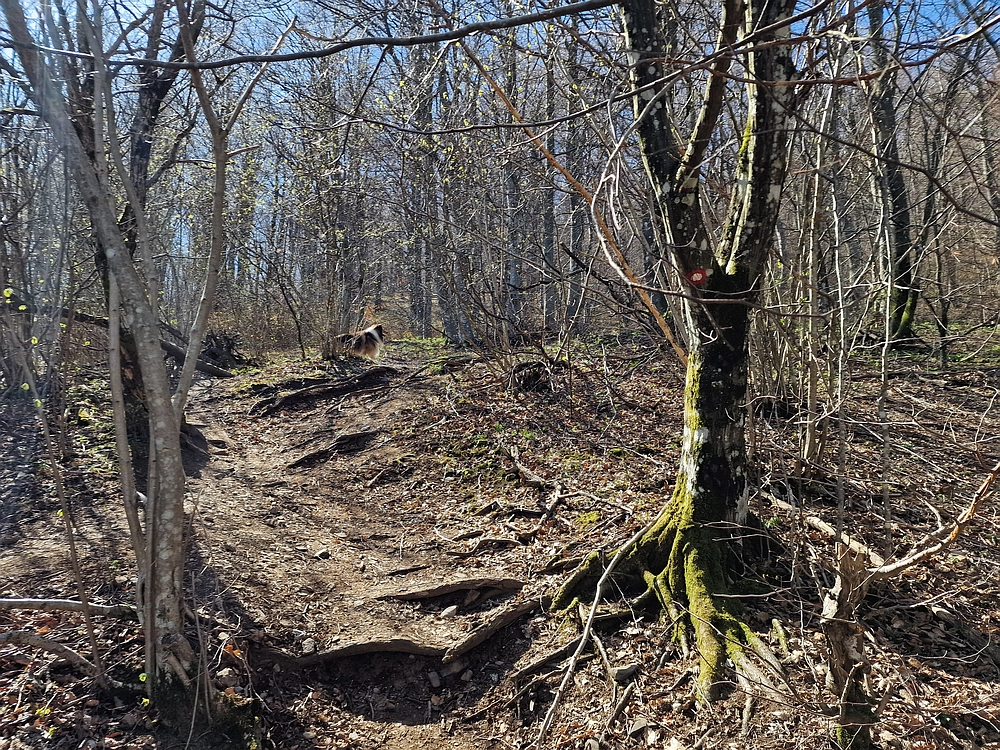 Slika je vidna v Google Chromu.