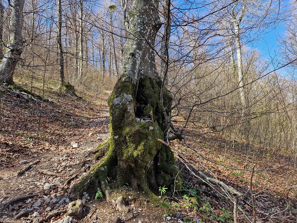 Slika je vidna v Google Chromu.