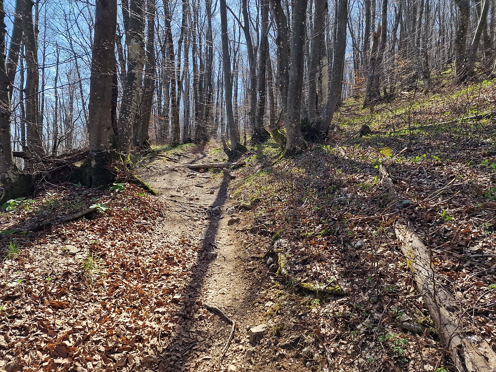 Slika je vidna v Google Chromu.