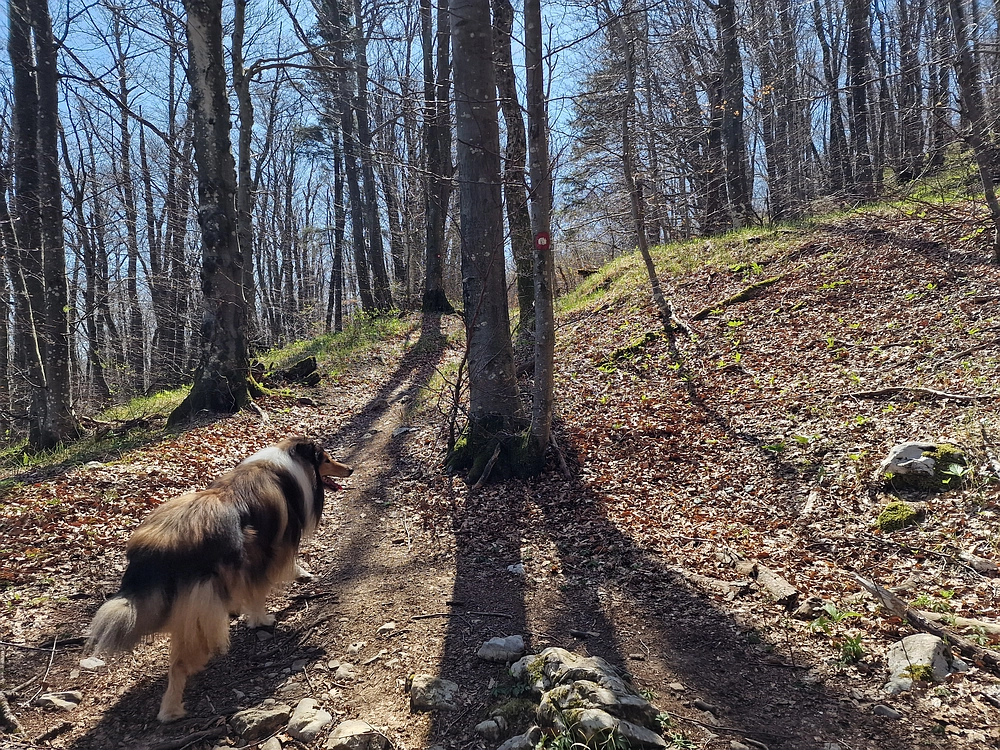 Slika je vidna v Google Chromu.