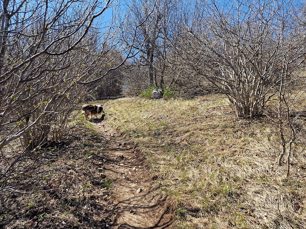 Slika je vidna v Google Chromu.