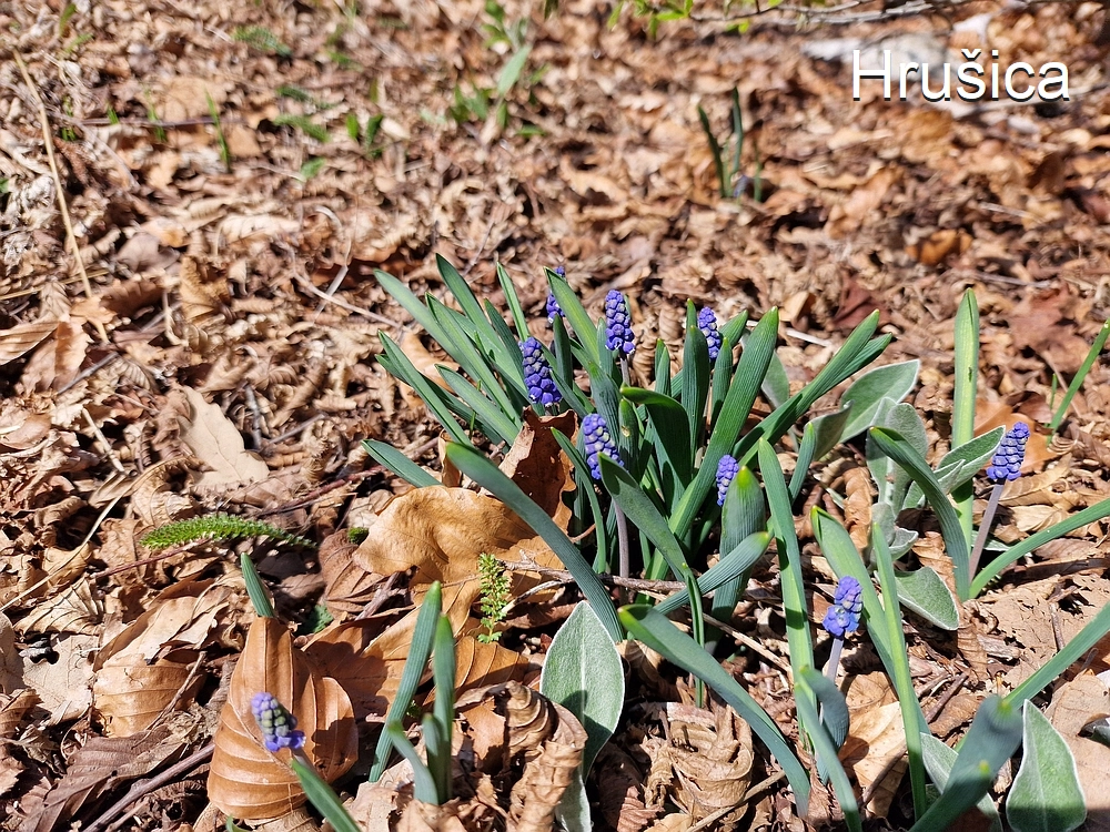 Slika je vidna v Google Chromu.