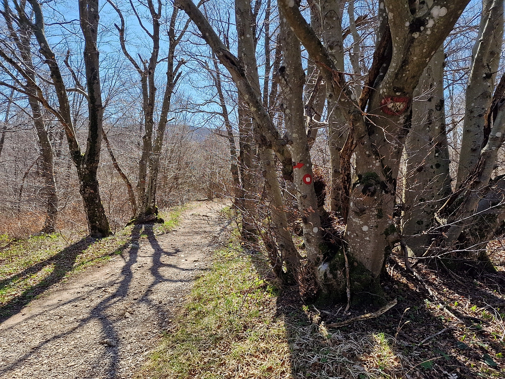 Slika je vidna v Google Chromu.