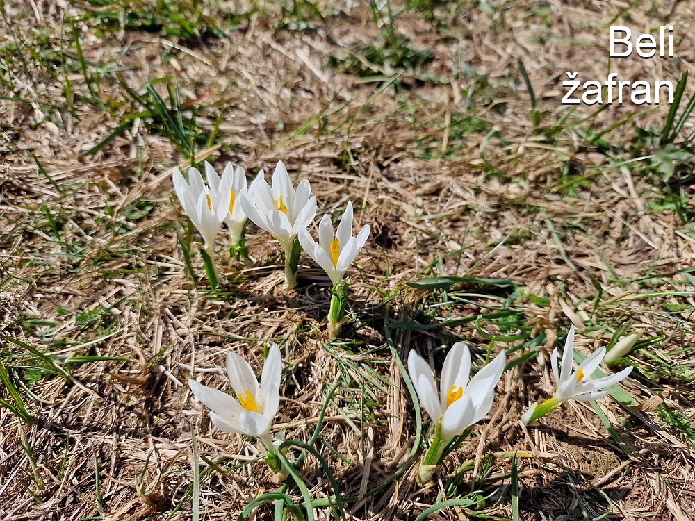Slika je vidna v Google Chromu.
