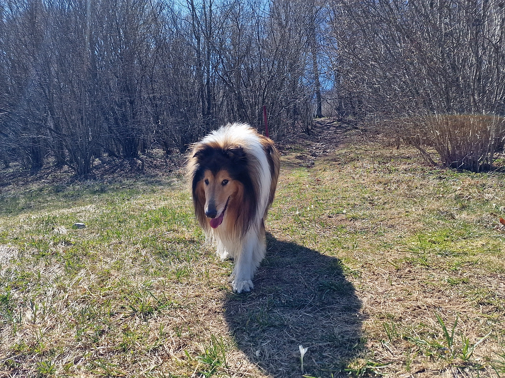 Slika je vidna v Google Chromu.