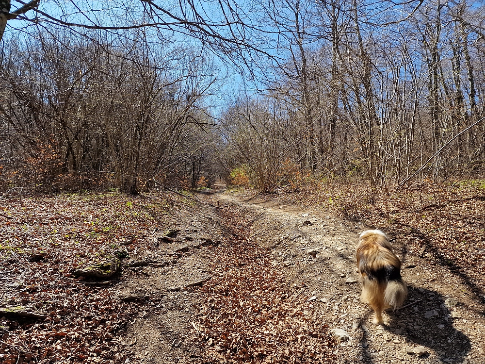 Slika je vidna v Google Chromu.