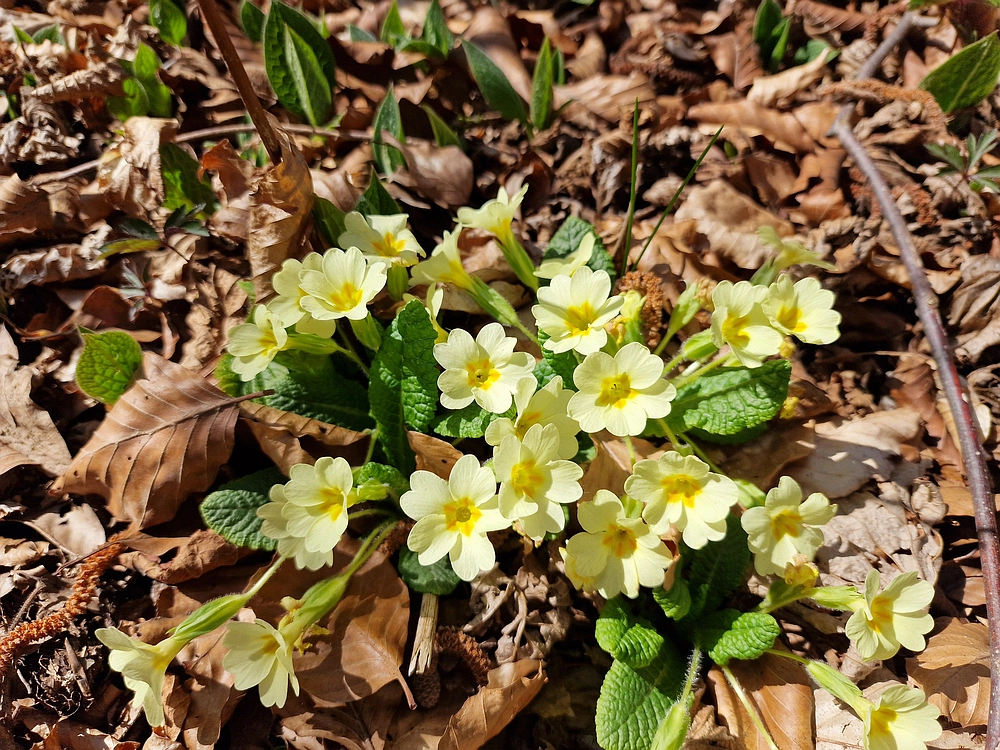 Slika je vidna v Google Chromu.