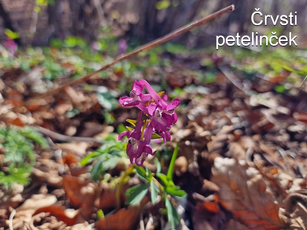 Slika je vidna v Google Chromu.