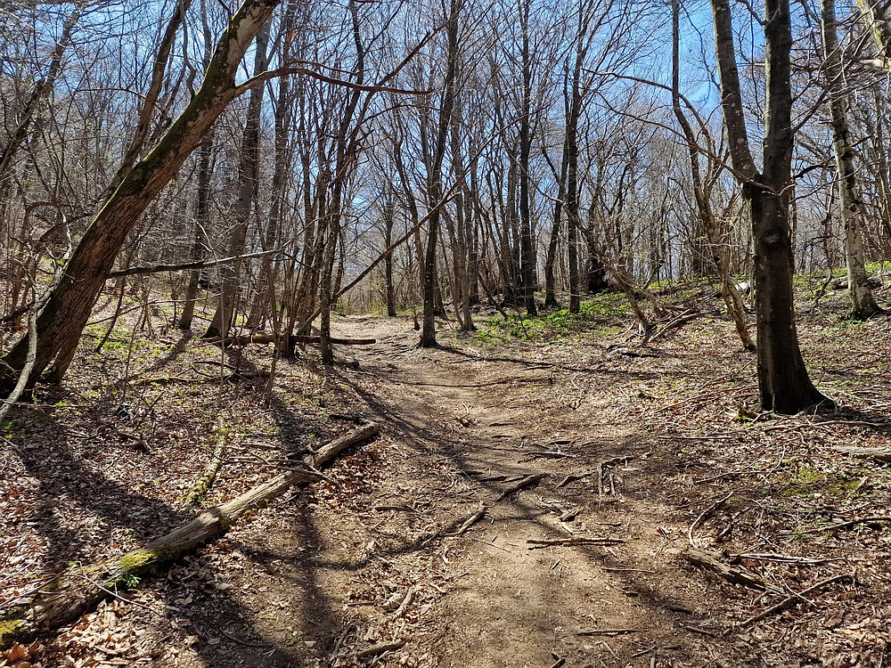 Slika je vidna v Google Chromu.