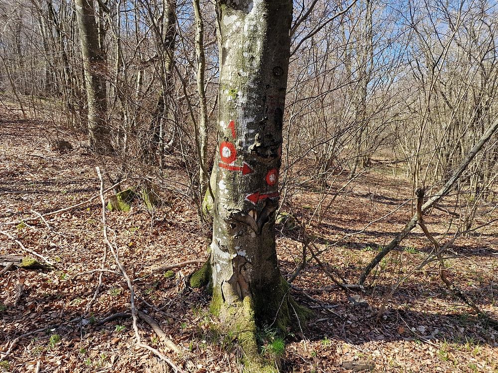 Slika je vidna v Google Chromu.