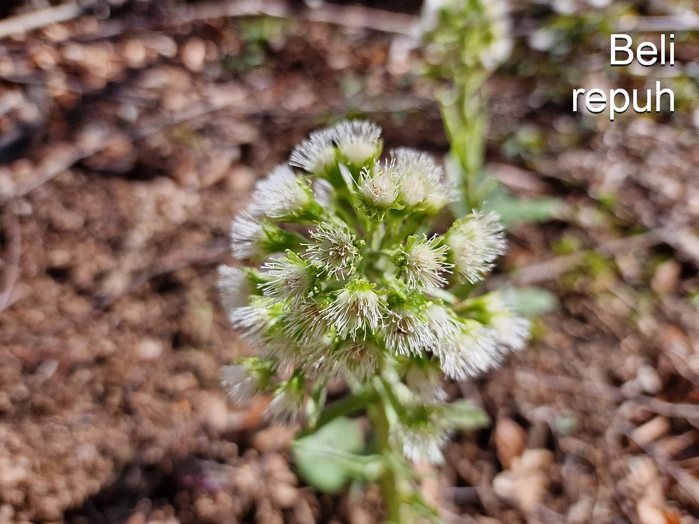 Slika je vidna v Google Chromu.