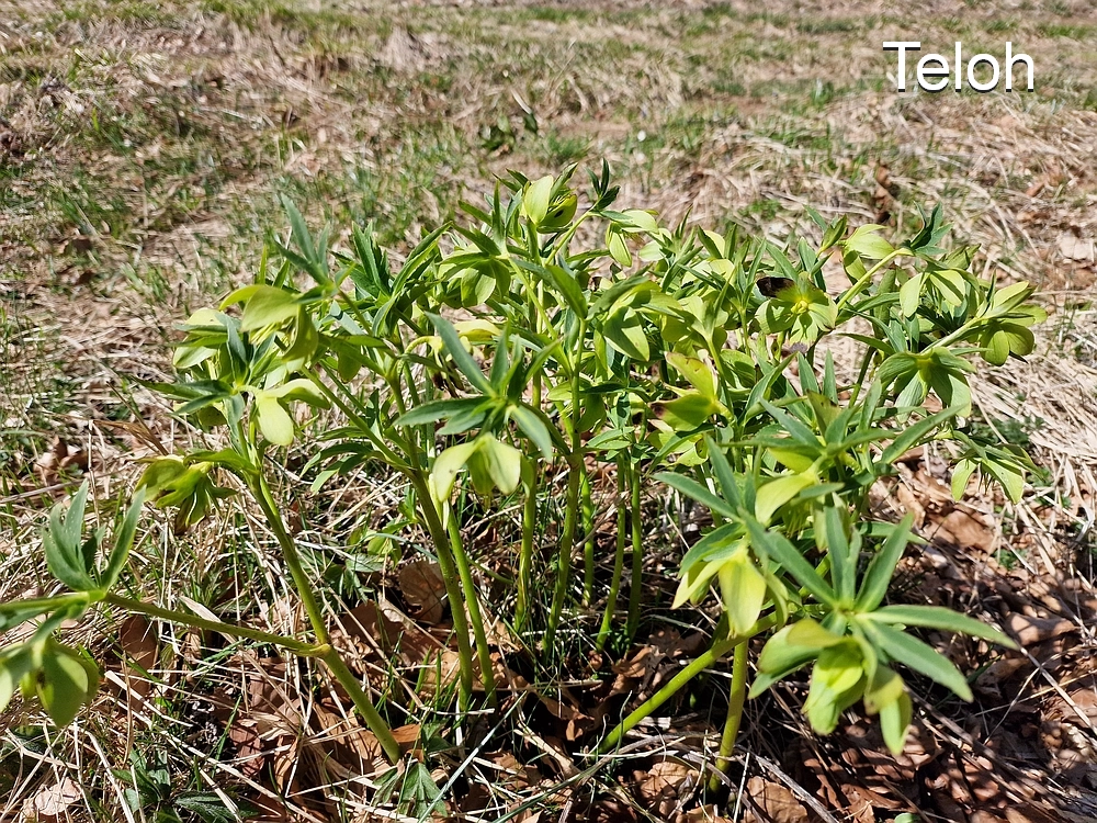 Slika je vidna v Google Chromu.