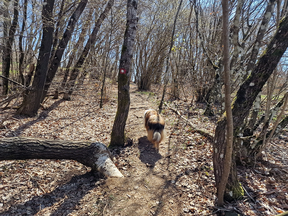 Slika je vidna v Google Chromu.