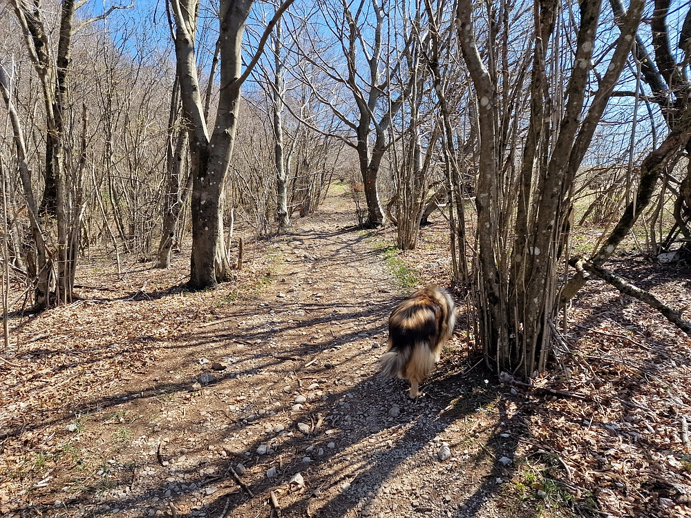 Slika je vidna v Google Chromu.