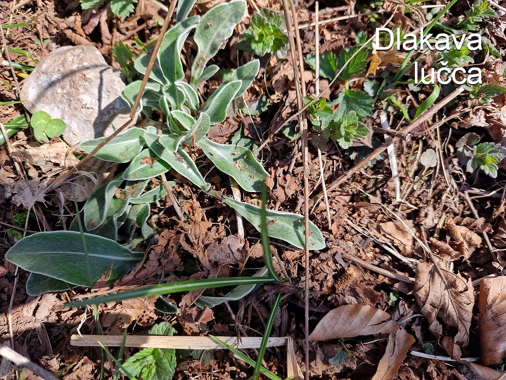 Slika je vidna v Google Chromu.