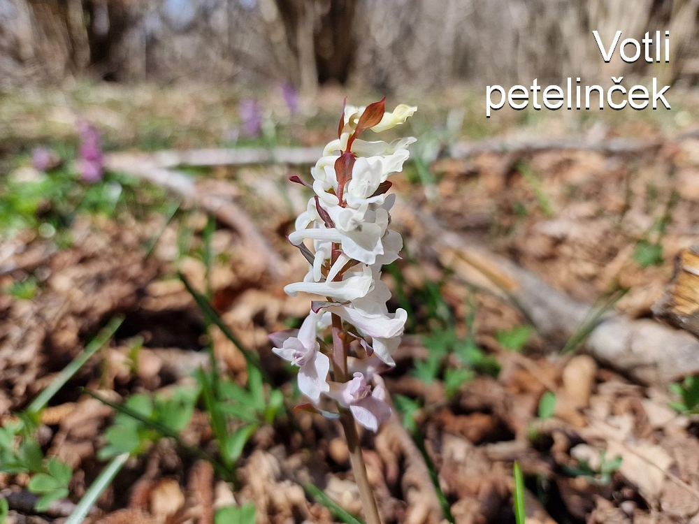 Slika je vidna v Google Chromu.