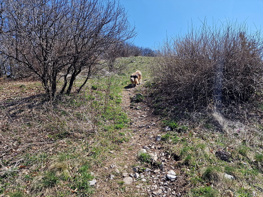 Slika je vidna v Google Chromu.