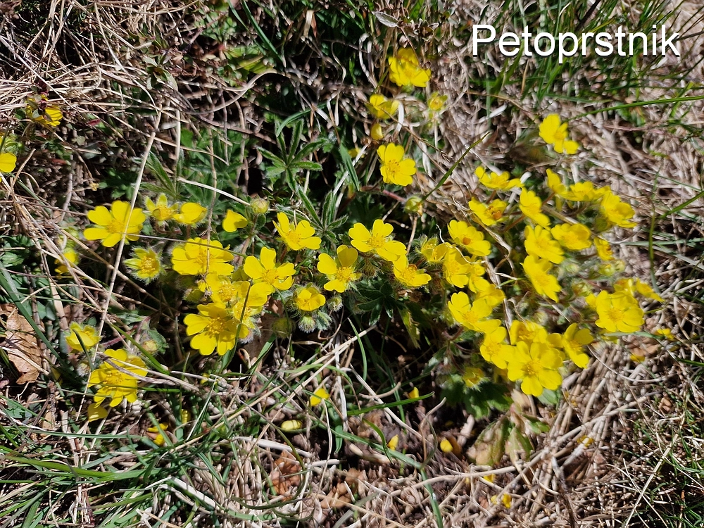 Slika je vidna v Google Chromu.