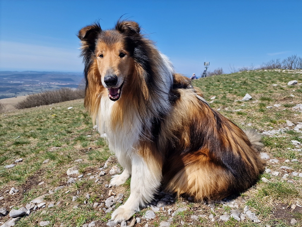 Slika je vidna v Google Chromu.