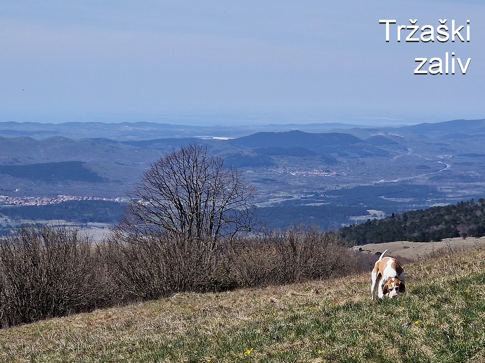 Slika je vidna v Google Chromu.