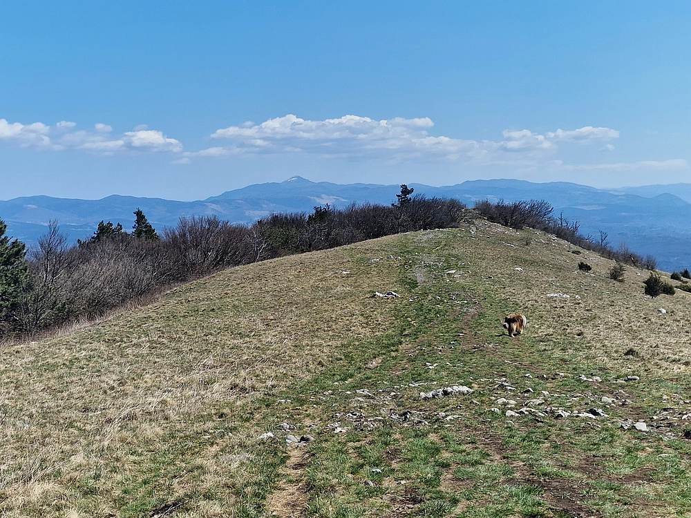 Slika je vidna v Google Chromu.