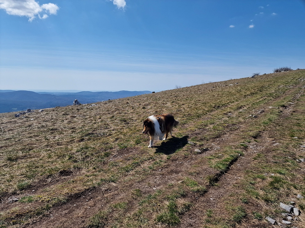 Slika je vidna v Google Chromu.