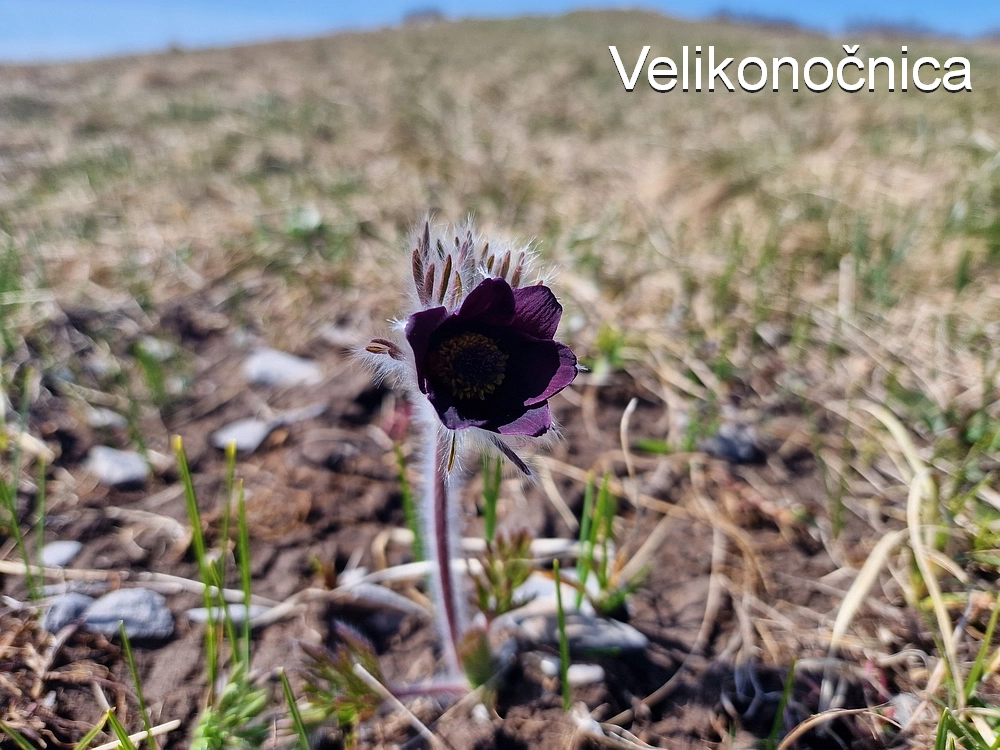 Slika je vidna v Google Chromu.