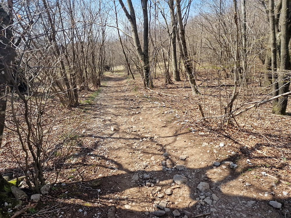 Slika je vidna v Google Chromu.