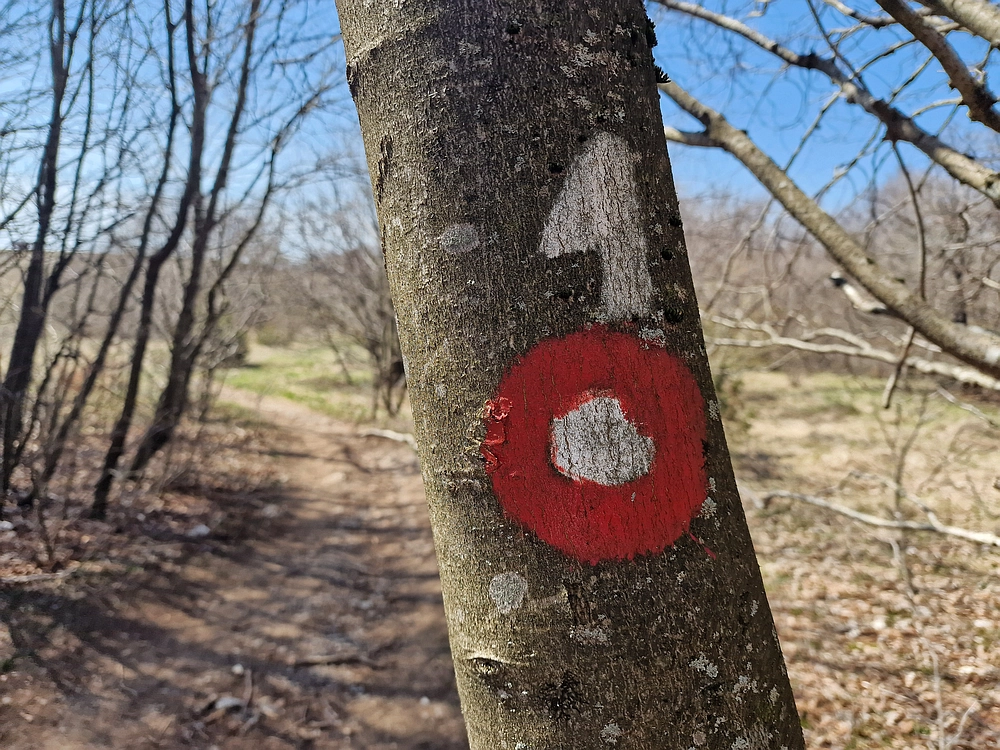 Slika je vidna v Google Chromu.