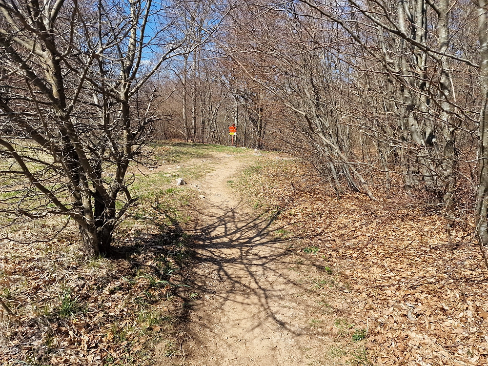 Slika je vidna v Google Chromu.