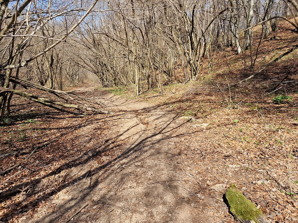 Slika je vidna v Google Chromu.