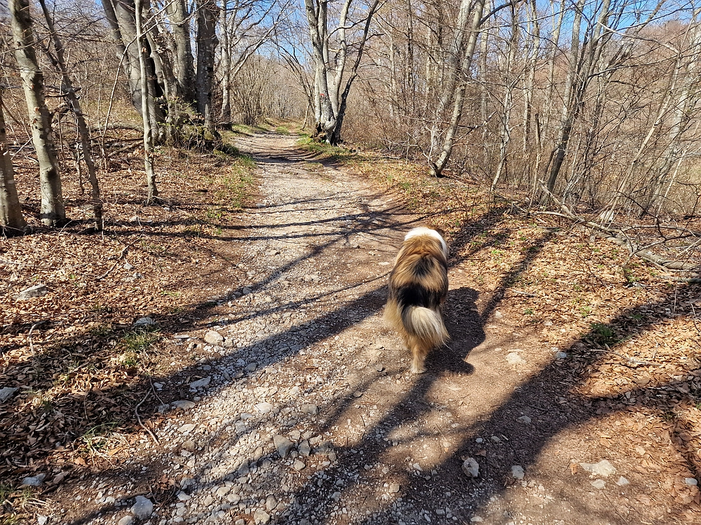 Slika je vidna v Google Chromu.