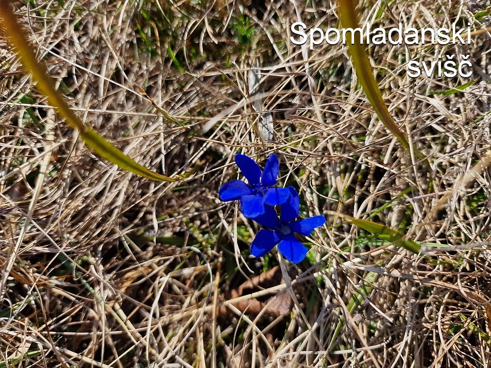 Slika je vidna v Google Chromu.