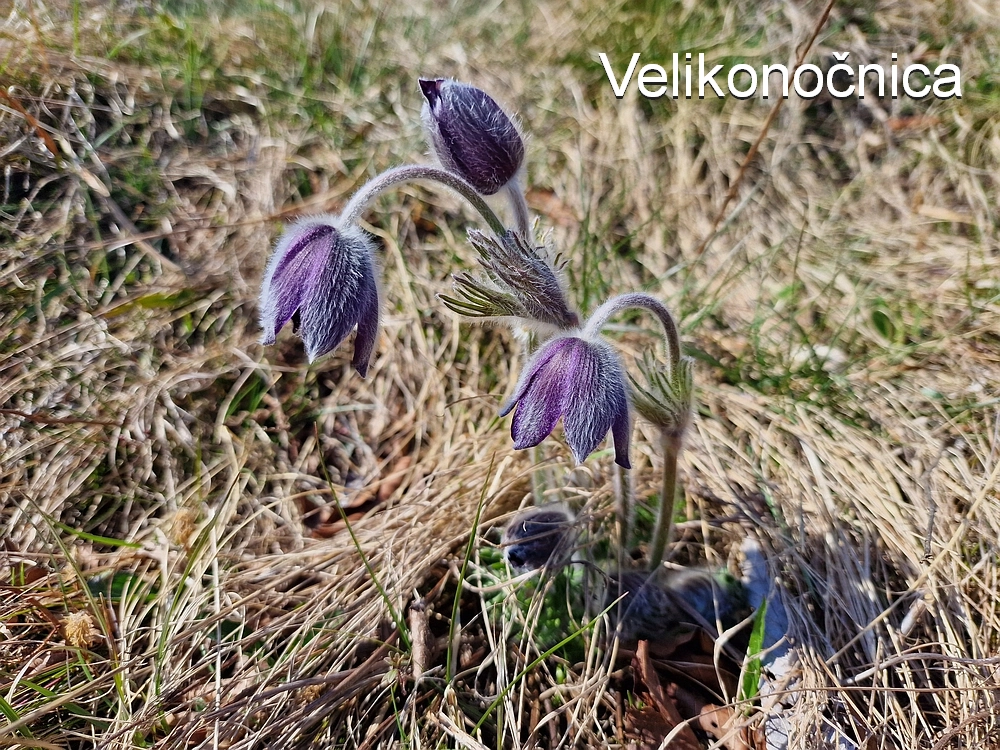 Slika je vidna v Google Chromu.
