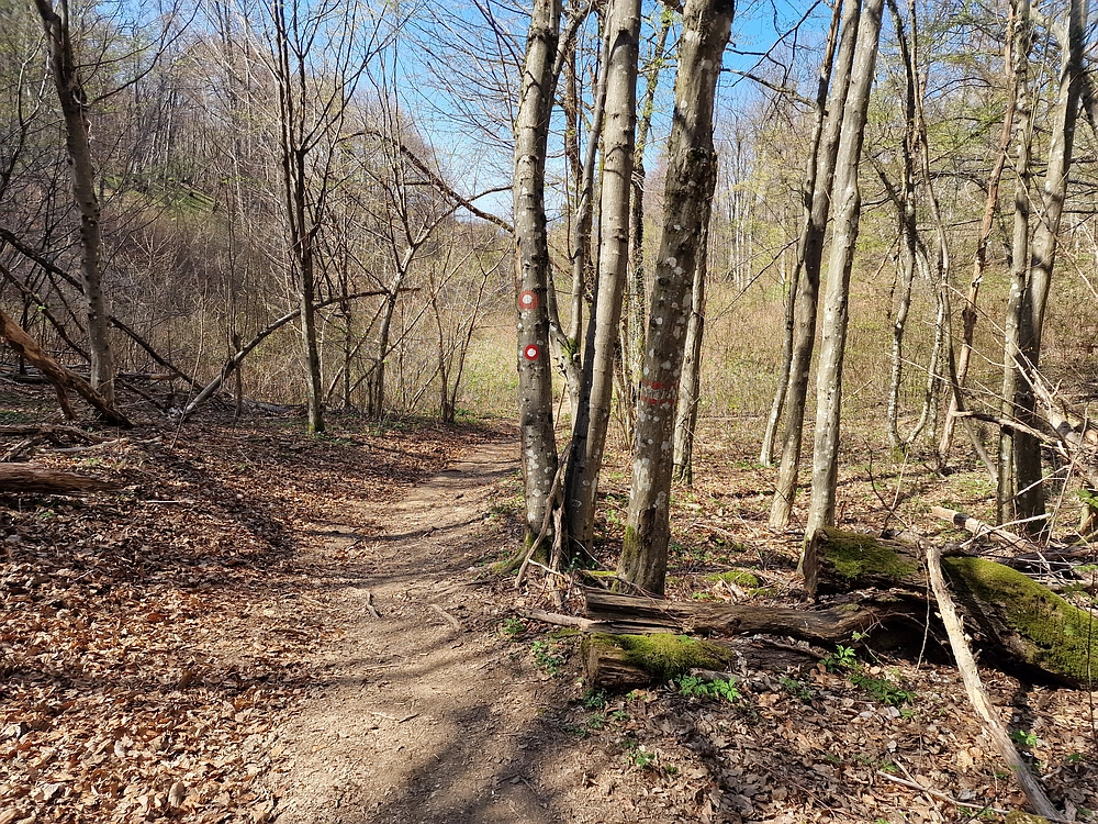 Slika je vidna v Google Chromu.