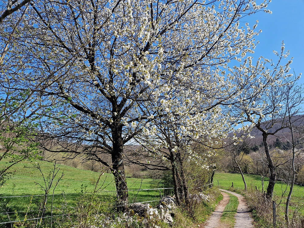 Slika je vidna v Google Chromu.