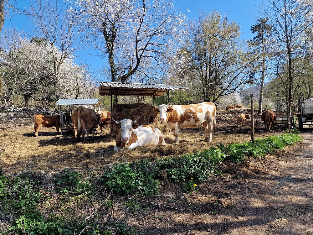 Slika je vidna v Google Chromu.