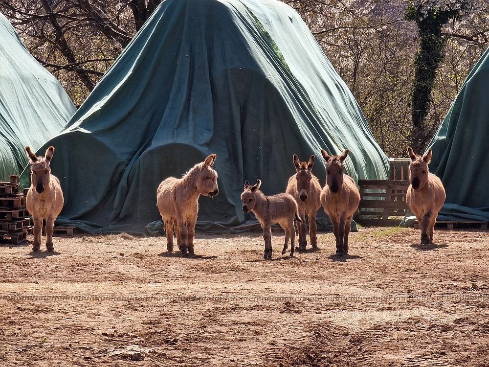 Slika je vidna v Google Chromu.