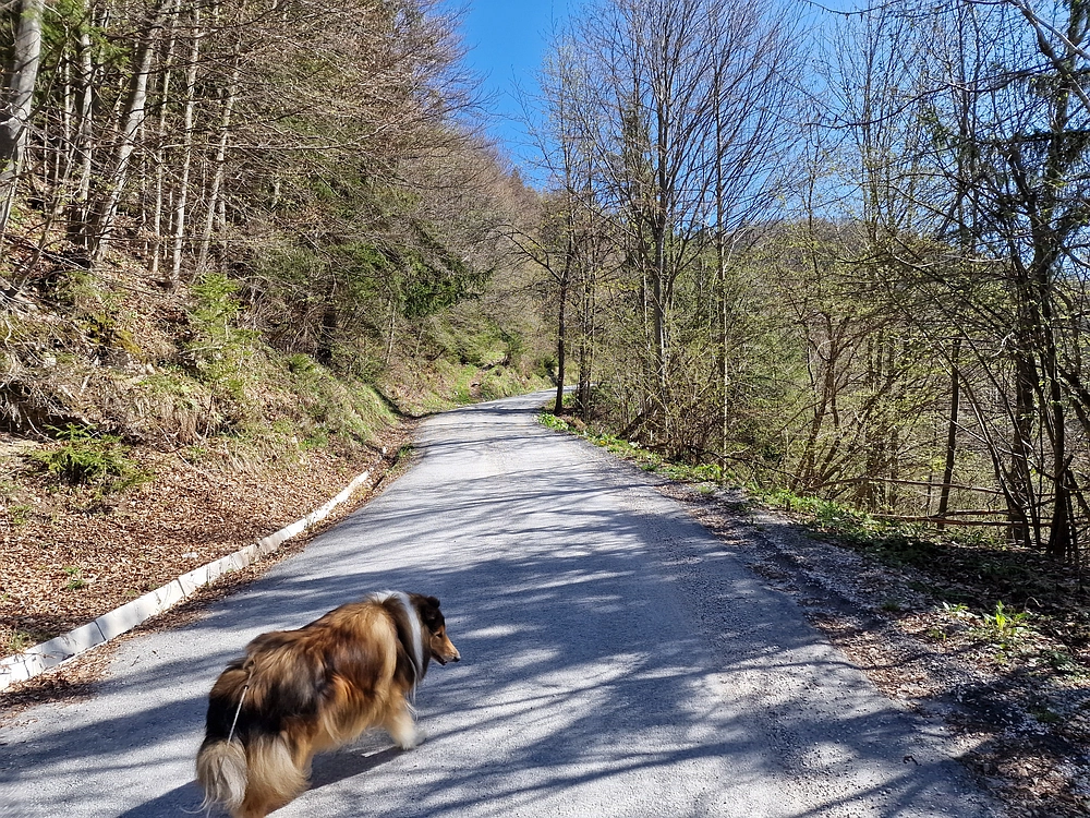 Slika je vidna v Google Chromu.