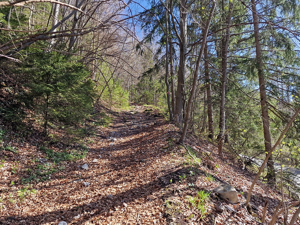 Slika je vidna v Google Chromu.