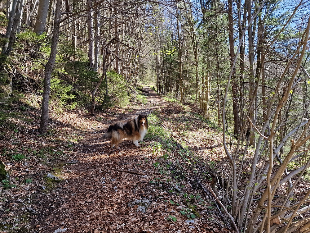 Slika je vidna v Google Chromu.