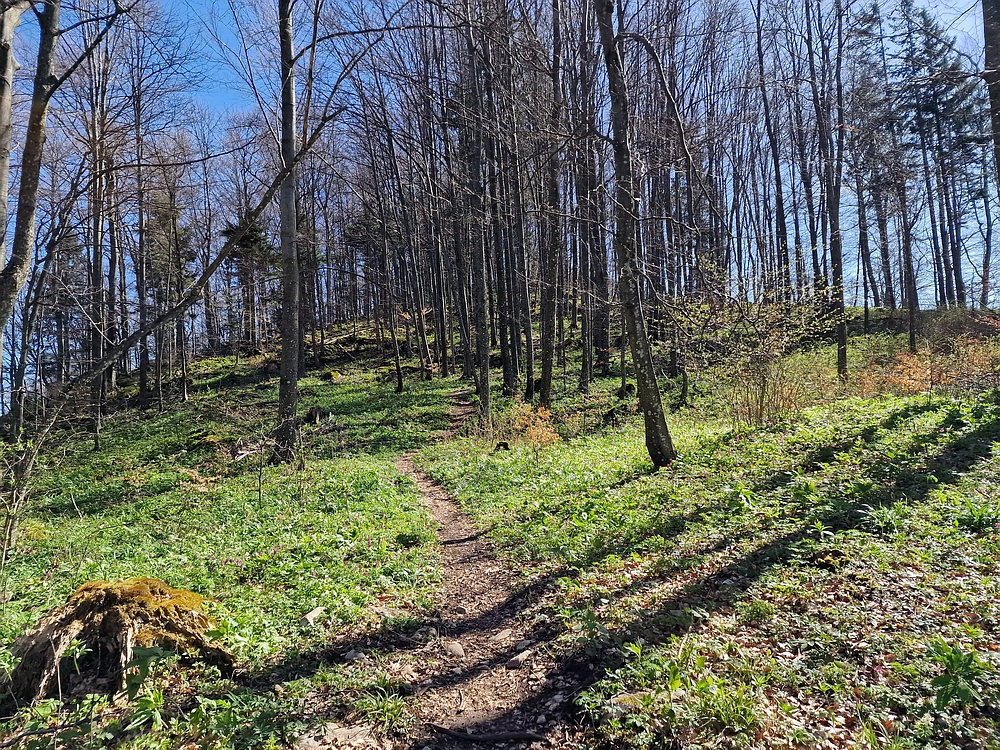 Slika je vidna v Google Chromu.