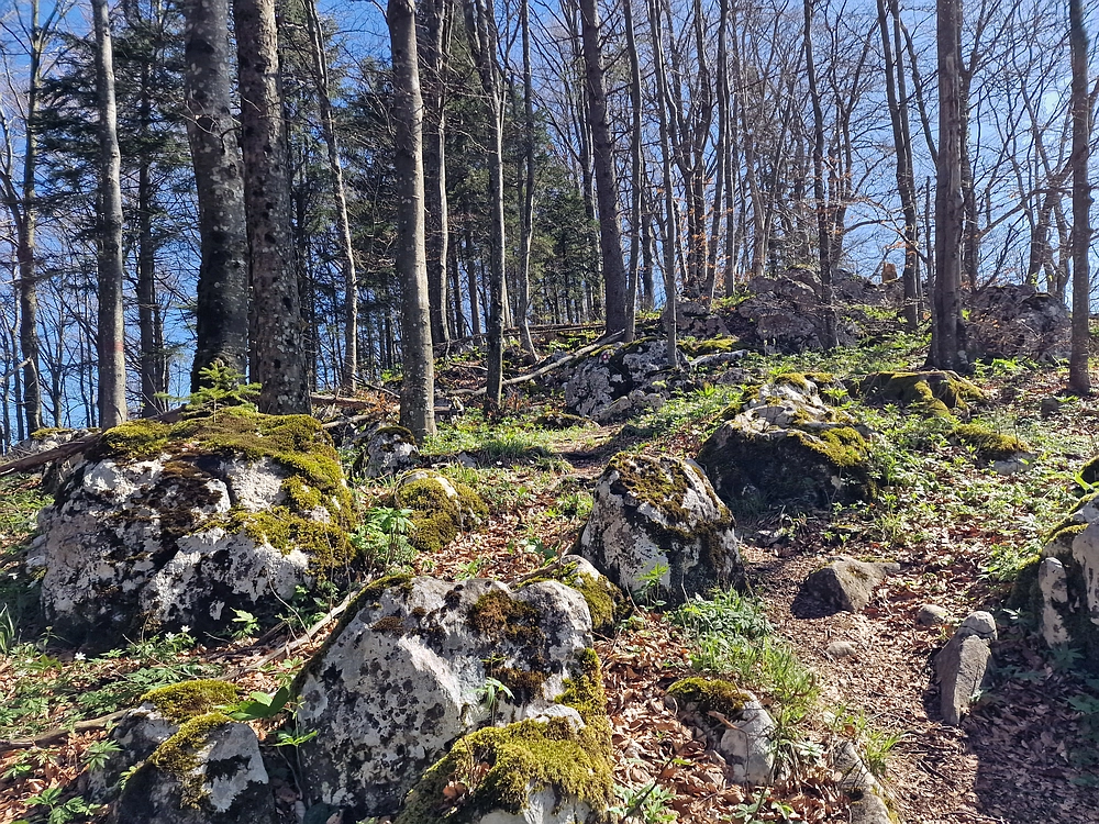 Slika je vidna v Google Chromu.