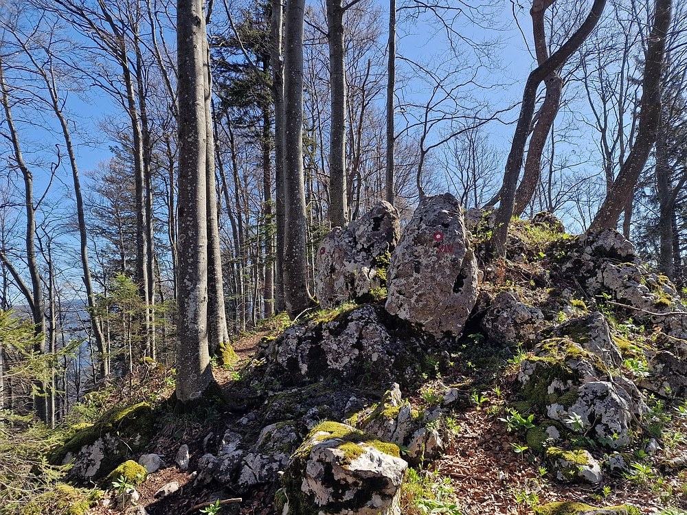 Slika je vidna v Google Chromu.