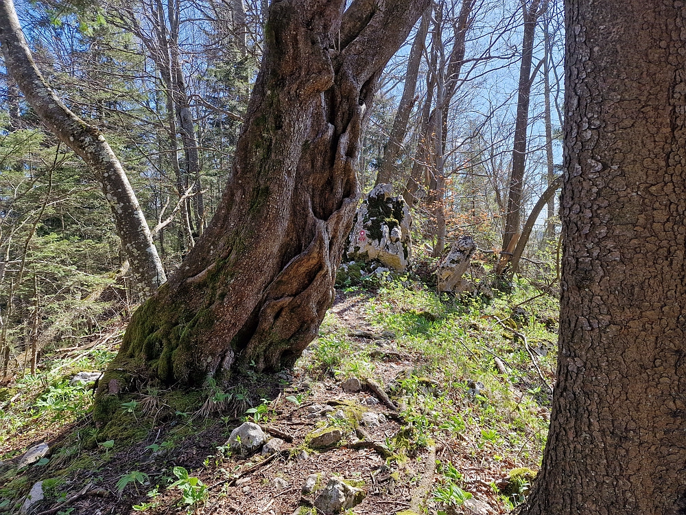 Slika je vidna v Google Chromu.
