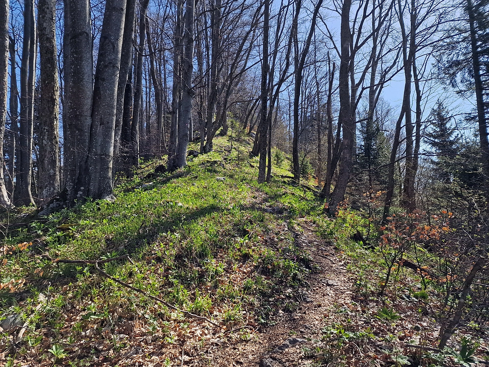 Slika je vidna v Google Chromu.