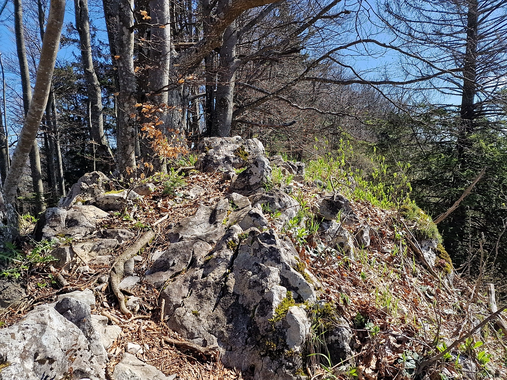 Slika je vidna v Google Chromu.