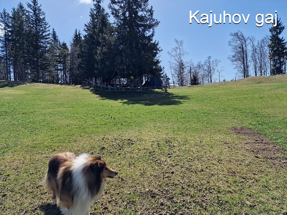 Slika je vidna v Google Chromu.