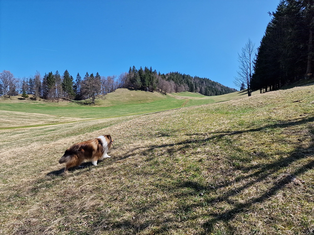 Slika je vidna v Google Chromu.