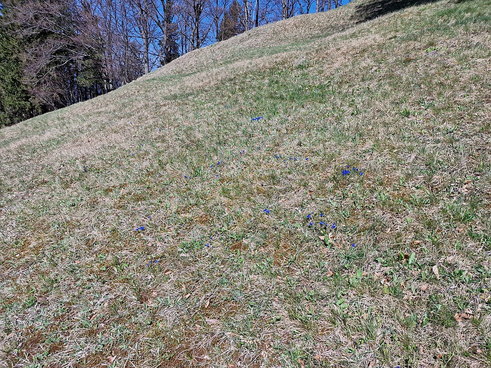 Slika je vidna v Google Chromu.